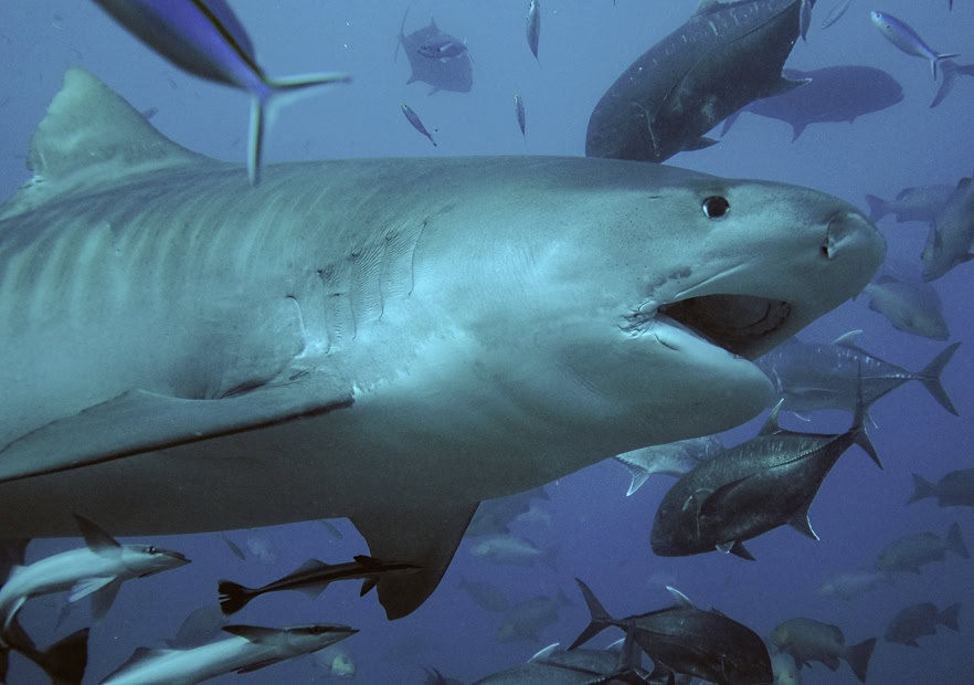 A shark underwater surrounded by fish